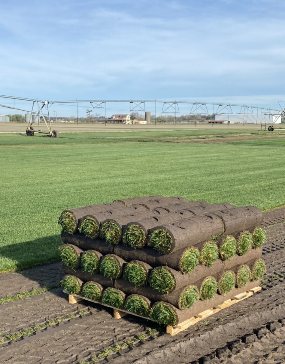 Buy Pallet Of Sod For Sale (450 Sq Ft ? $350) 1 Pallet Of Sod